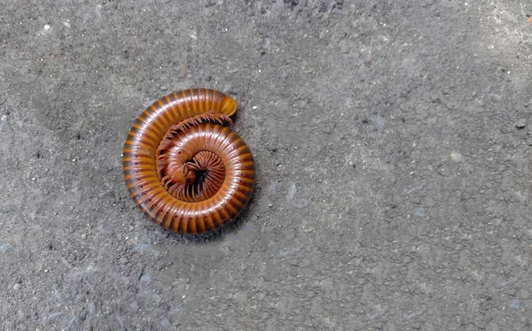 A millipede is an animal with a long body. and have a lot of feet live on the ground. When disaster comes to the millipede It will roll in a circle.