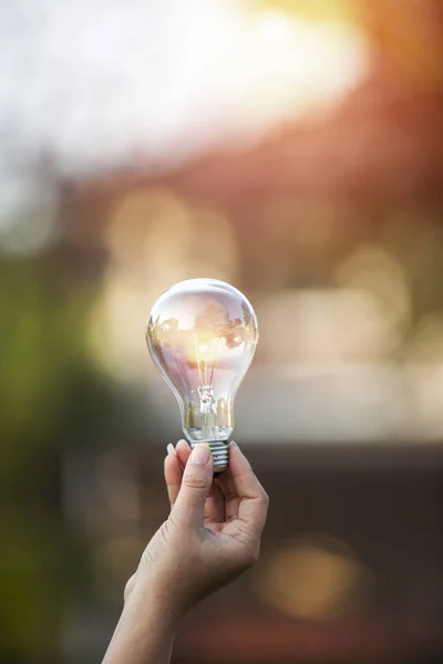 Bombillas Que Crecen Concepto Energía Naturaleza — Foto de Stock