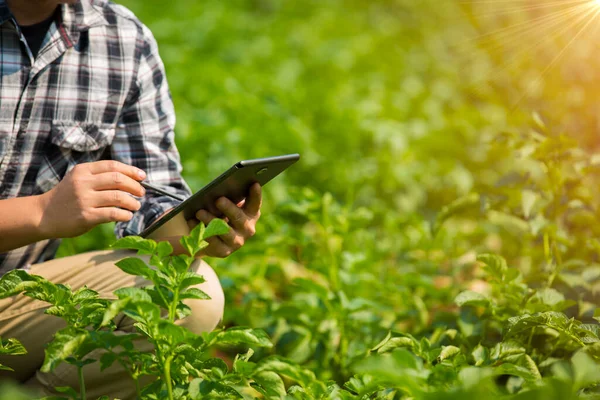 Çiftçinin elleri, tarım teknolojisi çiftçisi. Tablet modern teknoloji kavramı tarımı kullanan çiftçi..
