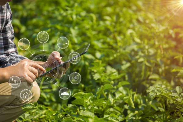 Руки Фермера Сільськогосподарські Технології Фермера Людина Використовує Планшет Сучасні Технології — стокове фото
