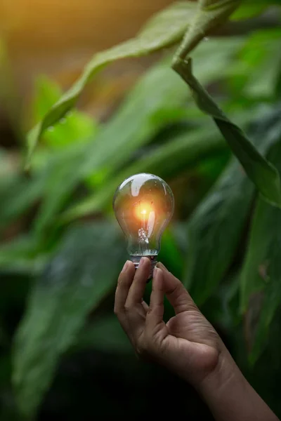 hand holding light bulb against nature, icons energy sources for renewable,