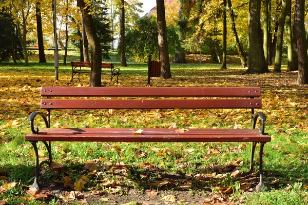 Скамейка Осеннем Парке Среди Павших Желтых Красных Коричневых Листьев — стоковое фото