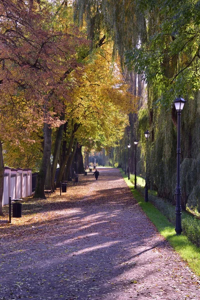 Alleys Lamps Autumn Carpets Yellow Brown Red Leaves Autumn — Stock Photo, Image