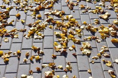 Sonbahar renkli yapraklar kaldırımda yatar. Sonbahar.