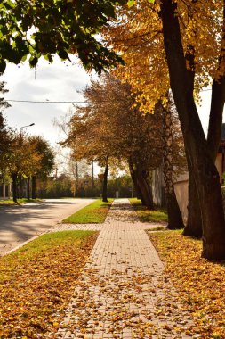Sonbahar renkli yapraklar kaldırımda yatar. Sonbahar.