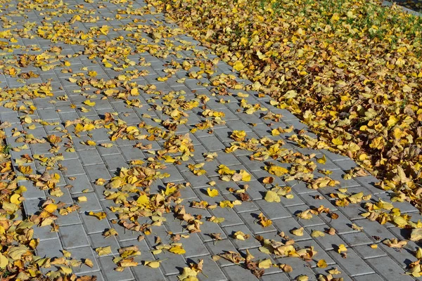 Autumn Colored Leaves Lie Pavement Autumn — Stock Photo, Image
