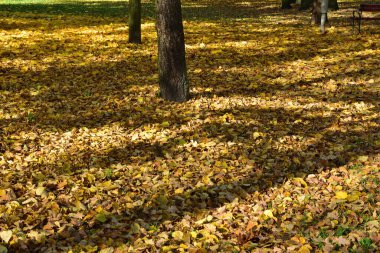 Güneşli bir günde sonbahar parkı, kahverengi ve sarı yapraklar. Sonbahar.