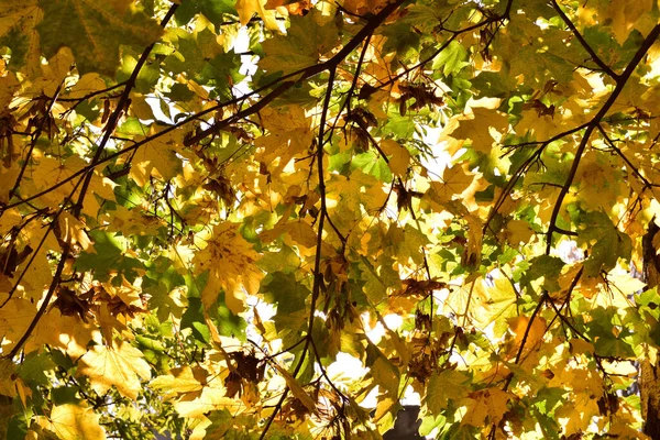 Herbstpark Einem Sonnigen Tag Braune Und Gelbe Blätter Herbst — Stockfoto