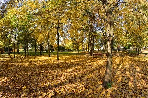 Podzimní Park Slunečného Dne Hnědé Žluté Listy Podzim — Stock fotografie
