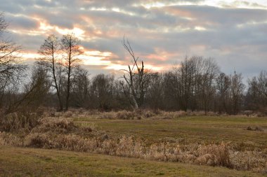 Sonbaharda ya da ilkbaharda bulutlu gökyüzünün arka planında bir ağaç. Alacakaranlık.