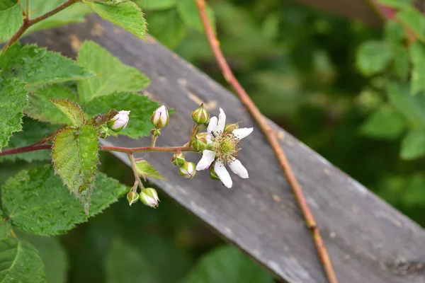 Fourmis Pucerons Sur Les Fleurs Les Bourgeons Mûres Été — Photo