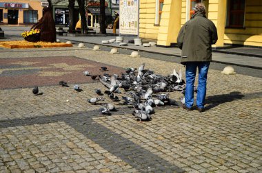 A man feeds pigeons in a historic paved market square. Spring.