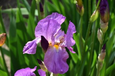 Sert güneşin ışınlarında açan irisler. Sarı ve mor. Yaz.