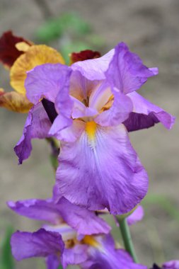 Sert güneşin ışınlarında açan irisler. Sarı ve mor. Yaz.