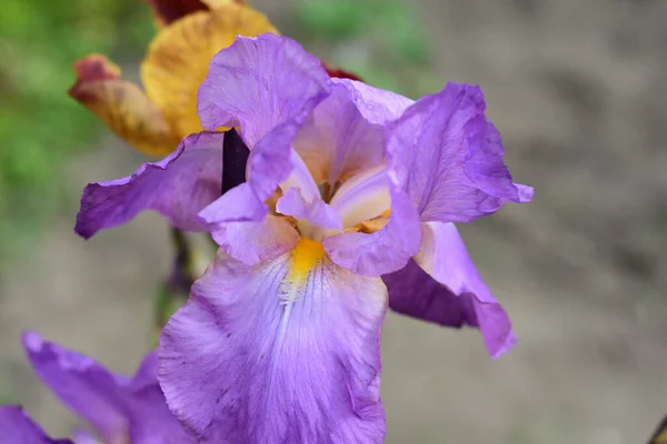 Iris Florissants Dans Les Rayons Soleil Rude Jaune Violet Été — Photo