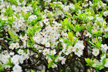 Çalılıklarda açan beyaz çiçekler. Yaz.