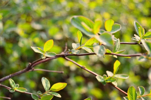 Mladý Zelený List Stromech Paprscích Vycházejícího Slunce Léto — Stock fotografie