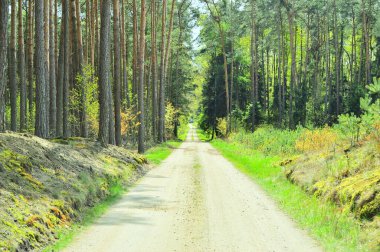 Yeşil çamların arasında çamurlu orman yolu. Yaz.