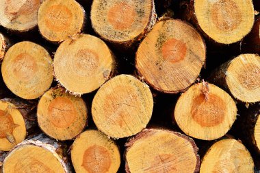 Yığının üzerinde yakacak odun ve kereste var. Ormandan kaldırılmaya hazır. Orman.