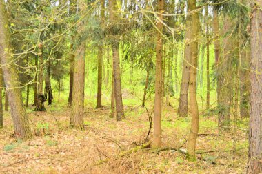 Güneşli bir günde vahşi ormanın ortasında. Bitkiler.