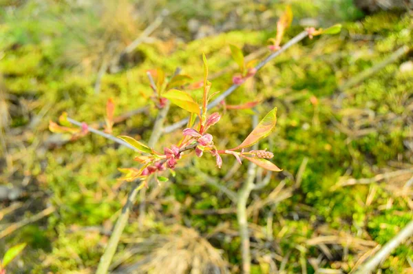 Milieu Forêt Sauvage Par Une Journée Ensoleillée Plantes — Photo