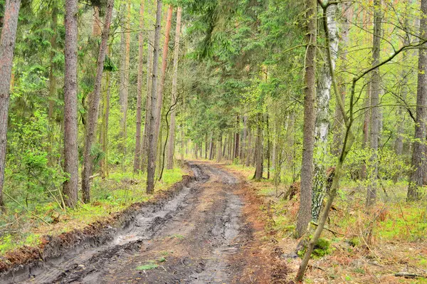 Route Forestière Boue Parmi Les Pins Verts Été — Photo