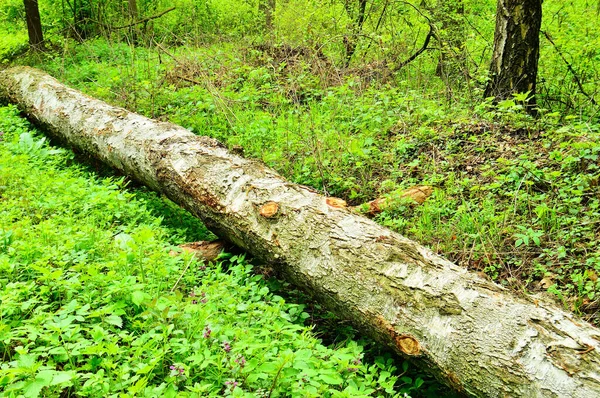 Albero Abbattuto Nella Foresta Ricoperto Muschio Piante Foresta — Foto Stock