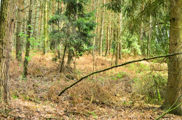 Середина Дикого Лісу Сонячний День Рослини — стокове фото