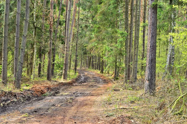 Droga Leśna Błotna Wśród Zielonych Sosen Lato — Zdjęcie stockowe