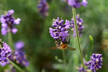 The insect pollinates a lavender flower on a sunny day. Summer.