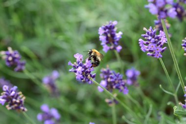 The insect pollinates a lavender flower on a sunny day. Summer.