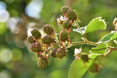 Güneşli bir günde çalılıklarda olgunlaşmamış böğürtlen meyvelerinin yakın çekimi. Meyve..