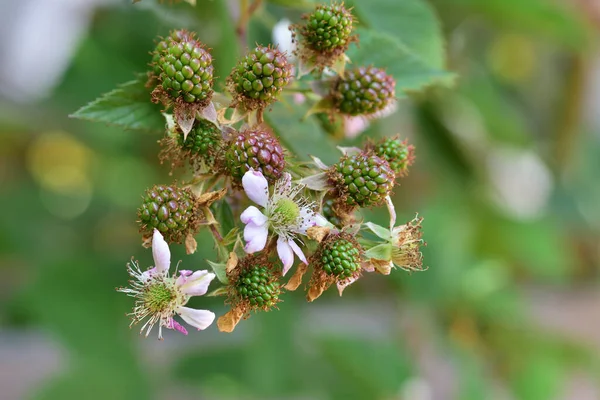 Aproxime Frutos Amora Preta Não Maduros Flores Arbusto Dia Ensolarado — Fotografia de Stock