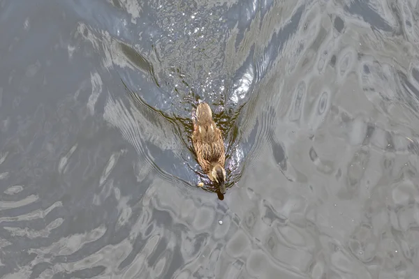 Canard Flottant Sur Eau Laisse Sillage Réflexion — Photo