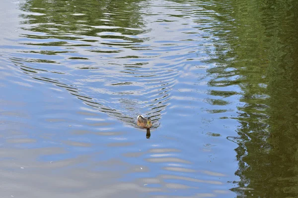 Anka Som Flyter Vattnet Lämnar Likvaka Reflektion — Stockfoto