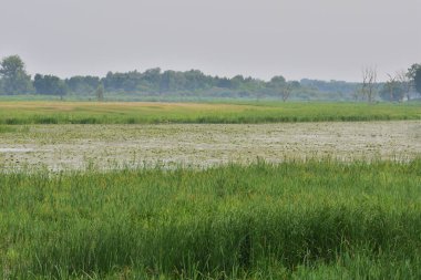 Oxbow Gölü ve nehir kıyısındaki sel ovası kasvetli, bulutlu bir akşamda. Nehir,