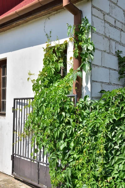 Vine Ivy Grows House Wall Window Roof Summer — Stock Photo, Image