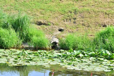 Nehirdeki yağmur suyu drenajı. Yaz.