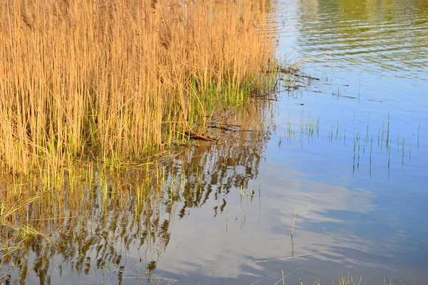 Shore Lake Reeds Thickets Setting Sun Summer — Stock Photo, Image