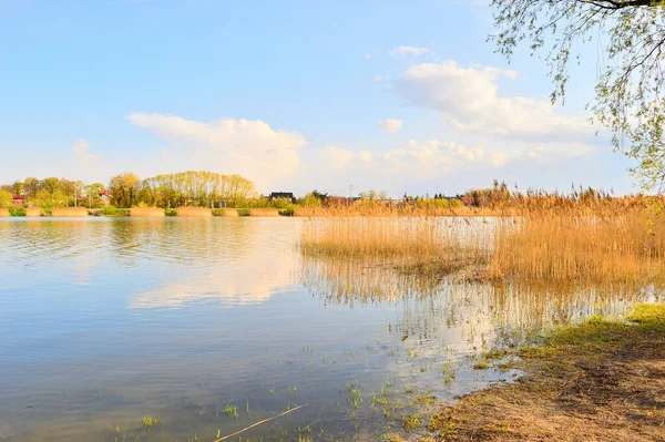 Shore Lake Reeds Thickets Setting Sun Summer — Fotografia de Stock