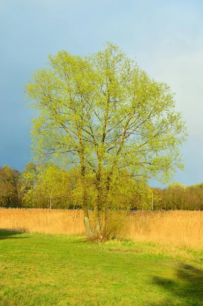 Lonely Tree Autumn Sky Autumn — Stock Photo, Image