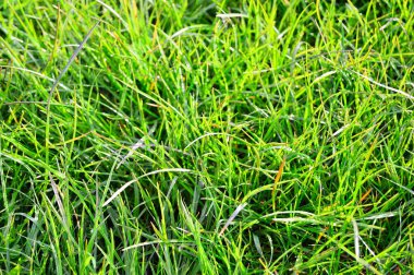 Güneşli bir günde çimenler ve çimenler yakınlaşır. Yaz.