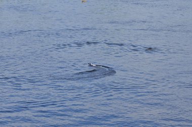 Bir çocuk tarafından kontrol edilen oyuncak bir tekne nehirde yüzer ve suda daireler çizer. Yaz.