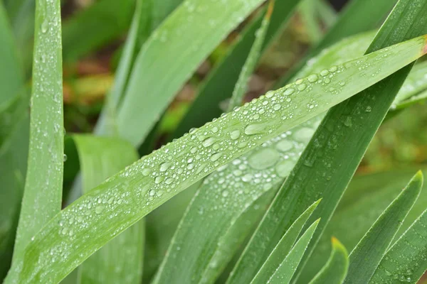 Iris Leaves Garden Light Rain — Stock Photo, Image