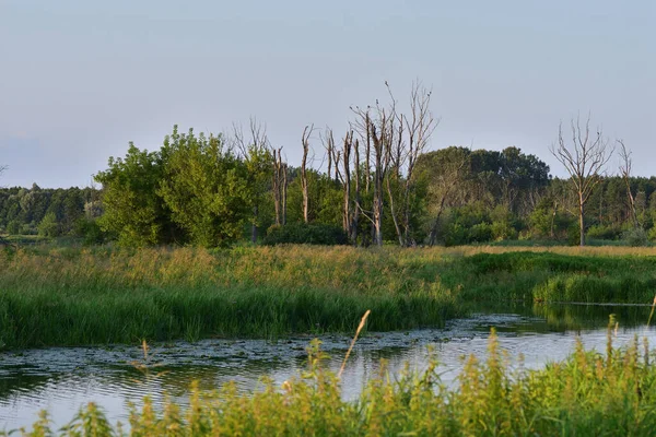 Árboles Muertos Otro Lado Del Río Ecología Medio Ambiente — Foto de Stock