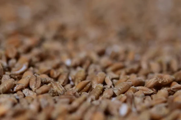 Körner Verschiedener Getreidesorten Nahaufnahme Und Vergrößerung — Stockfoto