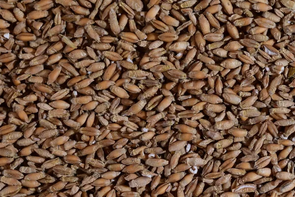 Grains Various Cereals Close Magnification — Stockfoto