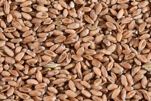 Grains Various Cereals Close Magnification — Stockfoto