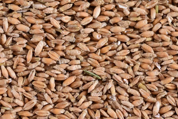 Grains Various Cereals Close Magnification — Stockfoto