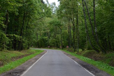 Güneşli bir sonbahar gününde çayırların ve ağaçların arasında asfalt yol. Sonbahar.